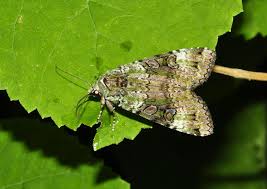 Attēlu rezultāti vaicājumam “Phalonidea permixtana”