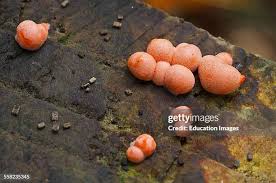 Attēlu rezultāti vaicājumam “Lycogala sp.”