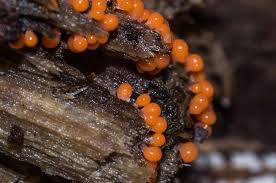 Attēlu rezultāti vaicājumam “Arcyria, Heterotrichia sp.”