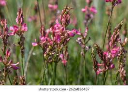 Attēlu rezultāti vaicājumam “Onobrychis arenaria fruit”