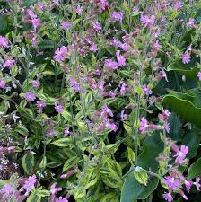 Image result for Silene dioica