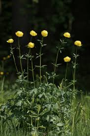 Image result for Trollblume