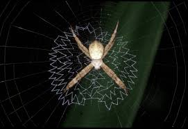 Image result for st andrews cross spider
