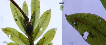 Attēlu rezultāti vaicājumam “Fissidens bryoides sporophyte”