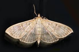 Attēlu rezultāti vaicājumam “Mecyna flavalis”