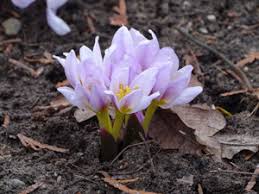 Attēlu rezultāti vaicājumam “Colchicum szovitsii subsp. szovitsii flower”