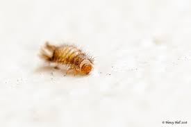 Attēlu rezultāti vaicājumam “Anthrenus sp. larva”