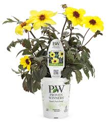 Image result for Dahlia hybrid.