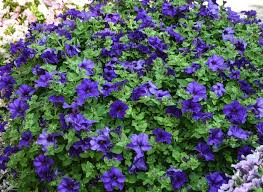 Image result for Petunia hybrida