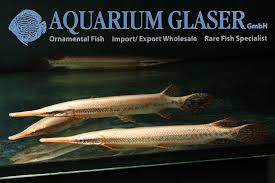 Image result for Garstang A S C