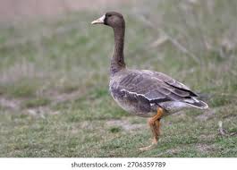 Attēlu rezultāti vaicājumam “Anser anser juvenile”