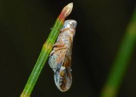 Attēlu rezultāti vaicājumam “Delphacidae”