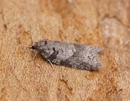 Attēlu rezultāti vaicājumam “Eana incanana”