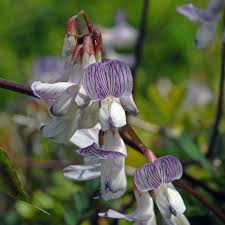 Attēlu rezultāti vaicājumam “Vicia sylvatica flower”
