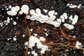 Attēlu rezultāti vaicājumam “Lachnum virgineum”