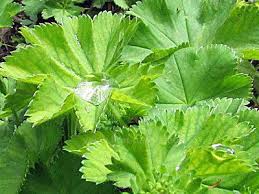Image result for Alchemilla vulgaris