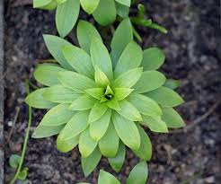 Attēlu rezultāti vaicājumam “Lilium martagon leaf”