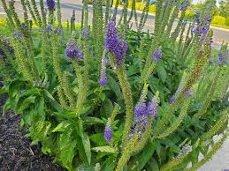 Attēlu rezultāti vaicājumam “Veronica longifolia flower”