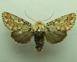 Attēlu rezultāti vaicājumam “Panolis flammea”