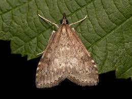 Attēlu rezultāti vaicājumam “Udea prunalis”