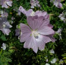 Image result for Malva alcea