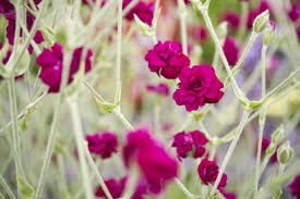 Image result for Lychnis coronaria