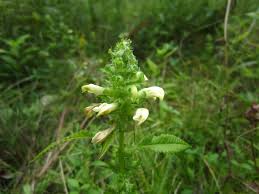 Attēlu rezultāti vaicājumam “Pedicularis palustris flower”