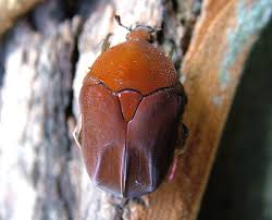 Attēlu rezultāti vaicājumam “Potosia cuprea imago”