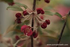Attēlu rezultāti vaicājumam “Malus purpurea flower”
