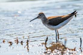 Attēlu rezultāti vaicājumam “Tringa ochropus”