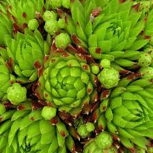 Attēlu rezultāti vaicājumam “Jovibarba globifera fruit”