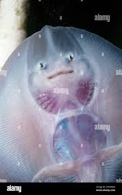 Image result for Rostroraja eglanteria