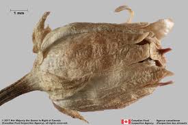 Attēlu rezultāti vaicājumam “Linaria vulgaris bud”