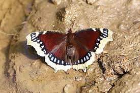 Attēlu rezultāti vaicājumam “Nymphalis antiopa upperside”