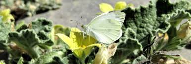 Attēlu rezultāti vaicājumam “Pieris brassicae underside”