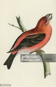 Attēlu rezultāti vaicājumam “Loxia pytyopsittacus”