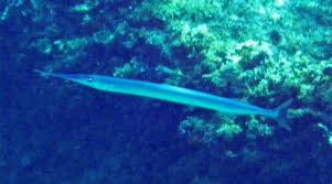 Attēlu rezultāti vaicājumam “Belone belone”