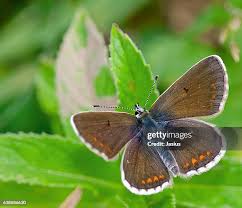 Attēlu rezultāti vaicājumam “Plebejus argus female”