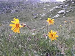 Attēlu rezultāti vaicājumam “Arnica montana”