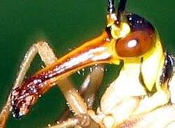 Attēlu rezultāti vaicājumam “Panorpa communis”