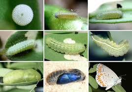 Attēlu rezultāti vaicājumam “Plebejus argyrognomon”