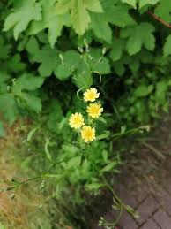 Attēlu rezultāti vaicājumam “Lapsana communis flower”