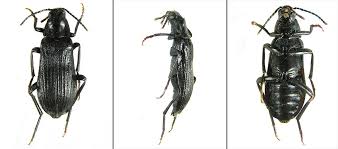 Attēlu rezultāti vaicājumam “Melandrya dubia”