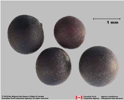 Attēlu rezultāti vaicājumam “Sinapis arvensis leaf”