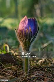 Attēlu rezultāti vaicājumam “Pulsatilla patens bud”