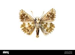 Attēlu rezultāti vaicājumam “Pyrgus alveus underside”