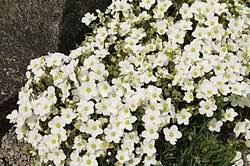 Attēlu rezultāti vaicājumam “Anthyllis arenaria flower”
