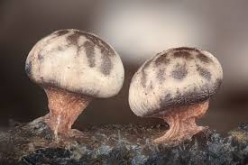 Attēlu rezultāti vaicājumam “Diderma montanum var. album macro”