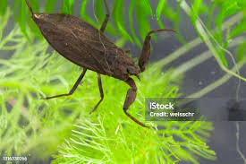 Attēlu rezultāti vaicājumam “Nepa cinerea”