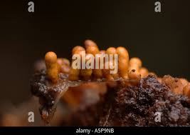 Attēlu rezultāti vaicājumam “Physarum decipiens sessile”